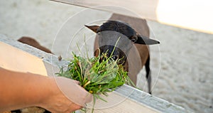 A woman feeds a brown goat grass in a petting zoo.