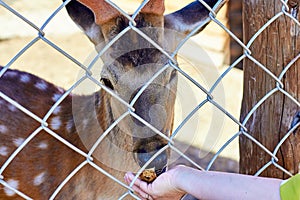 Woman feeds deer in the zoo in the summer