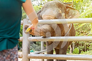 Woman feeds an elephant