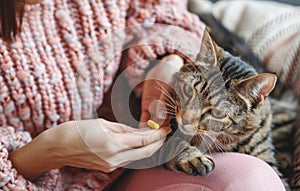 Woman feeds her cat pill. Woman giving a pill to a cat