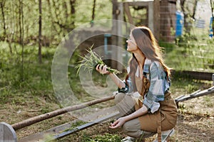 A woman feeds her chickens organic grass food to raise healthy birds on the farm