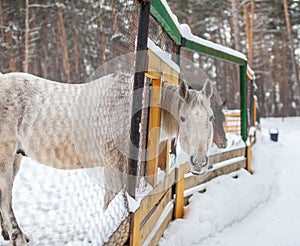 A woman feeds a horse in the zoo in winter