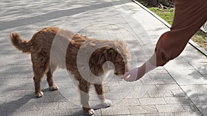 a woman feeds a large stray dog a piece of sausage on the boulevard.