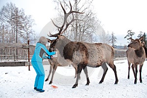 Woman feeds Maral A large Siberian deer with big horns in winter