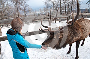 Woman feeds Maral A large Siberian deer with big horns in winter