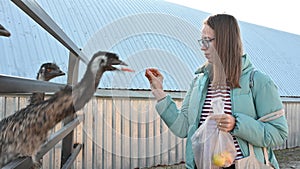 A woman feeds ostriches