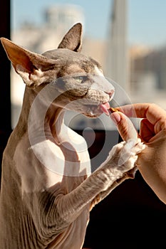 Woman feeds pet Canadian sphinx cat feline dry food.