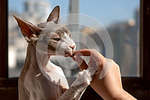 Woman feeds pet Canadian sphinx cat feline dry food. A woman holds in her hand a pet of the Canadian Sphynx cat.