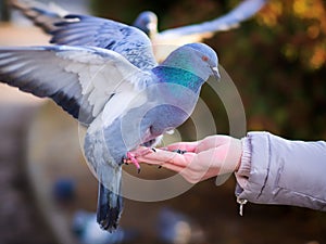 A woman feeds a pigeon. Dove sits on a hand