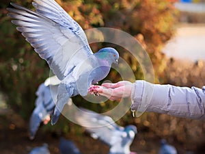 A woman feeds a pigeon. Dove sits on a hand