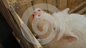 A woman feeds a small pig in a petting zoo or on a farm