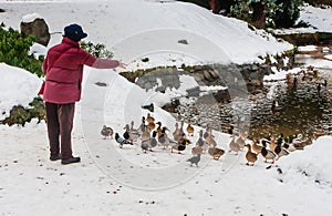 Woman feeds waterfowl ducks on a winter pond near open water. S
