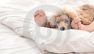 Woman feet on the bed with poodle dog.