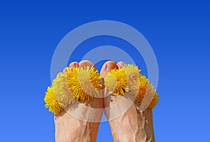 Woman feet with dandelion blossoms between the toes, against blu