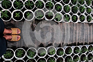 Woman feet stand on path in garden with rhythm of many flower pot