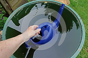 A woman fetches rainwater from the rain barrel with the watering can