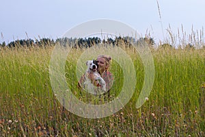 a woman in a field with her beloved pet on a walk.