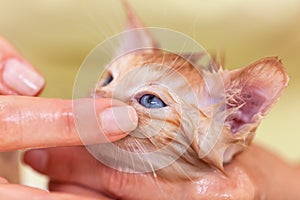 Woman fingers gently washing a cute kitten face