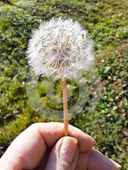 woman fingers holds dandelion light with blurry meadow in background