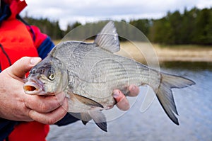 Woman Fisherwoman Holding Large Caught Bream Fish in Her Hands