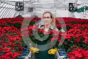 Woman florist carries pots of poissettia through the greenhouse, where many of these flowers are grown