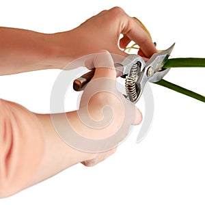 Woman florist cuts monstera albo plant with garden scissors, isolated s