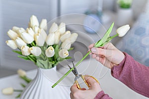 Woman florist cutting stem of tulips flowers with scissors and putting in vase on coffee table. Composing bouque.