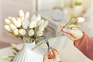 Woman florist cutting stem of tulips flowers with scissors and putting in vase on coffee table. Composing bouque.