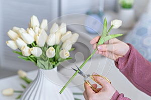 Woman florist cutting stem of tulips flowers with scissors and putting in vase on coffee table. Composing bouque.