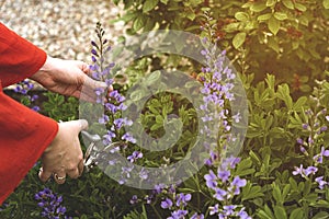 Woman florist holding floral scissors and cutting fresh purple flowers