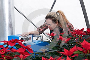 Woman florist works with heating equipment in a flower greenhouse where poinsettia grow