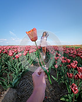Woman in flower field, young girl in tulip field in the Netherlands during spring season on a bright sunny day
