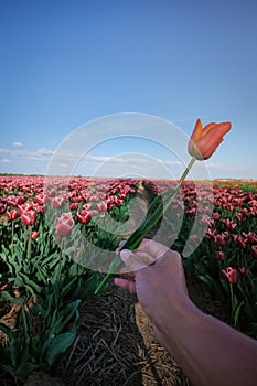 Woman in flower field, young girl in tulip field in the Netherlands during spring season on a bright sunny day