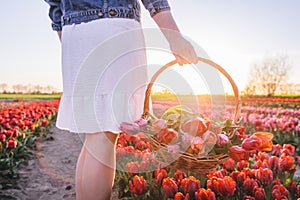 Woman with flowers in the basket on tulip field in spring