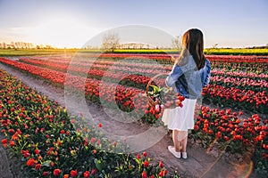 Woman with flowers in the basket on tulip field in spring