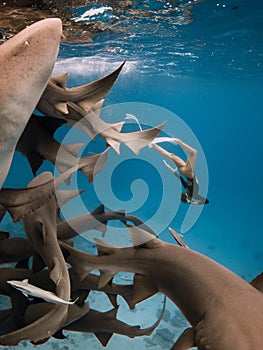 Woman freediver dives with the sharks in a tropical blue ocean in the Maldives