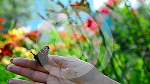 Woman frees the butterfly from her hand
