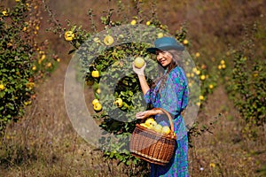 Woman with full basket colecting fruits, plantation of quinces