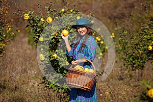 Woman with full basket colecting fruits at plantation of quinces