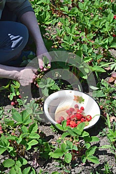 a woman in the garden collects strawberries in a bowl