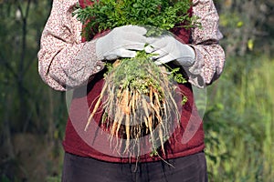 Woman in a garden holding bunch of carrots