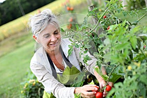 Woman in garden picking up red tomatoes