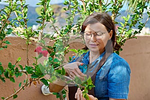 Woman in garden with pruner caring for plant with flowering hibiscus bush
