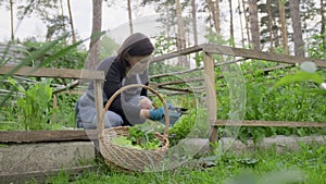 Woman in garden, in small greenhouse, cutting herbs salad, rucola, dill in basket