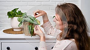 Woman gardener caring for withered plant in flower pot, home living ro