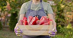 A woman gardener carries a fresh crop of red peppers in her hands