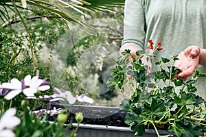 Woman gardener controls geranium leaves in the garden. Spring gardening. Green house.
