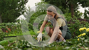 A woman gardener cultivates the soil with hand tools, growing strawberries.