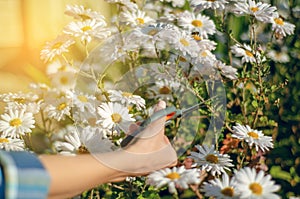 Woman gardener cutting flowers