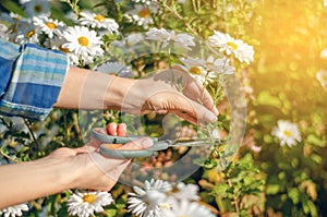 Woman gardener cutting flowers